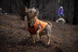 Truffles have a reputation that precedes them. Last Day Of Oregon S Joriad North American Truffle Dog Championship