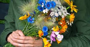 Sweet alyssum comes in a variety of colors, including white, which can be pretty in the winter. Start These Annual Flower Seeds Now For Fall Blooms The Dallas Garden School