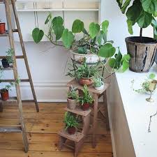 Pin On Plants