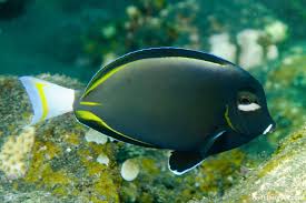 Image result for Thesium nigricans