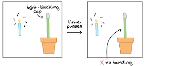 How and why plants grow towards light is one of the many fascinating. Phototropism Photoperiodism Article Khan Academy