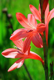 Watsonia Versfeldii Flickr Photo Sharing Beautiful Flowers Amazing Flowers South African Flowers