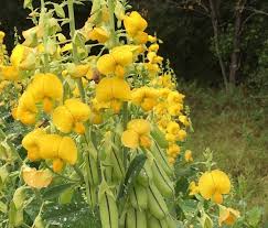 Image result for Crotalaria podocarpa