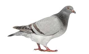 San diego tree care is a full service tree care company committed to its customers and their tree care needs. Bird Control Pigeons House Sparrows Gulls Lloyd Pest