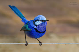Splendid Fairy Wren Male Australian Native Birds Animals Beautiful Pet Birds