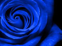 Pin On Royal Blue