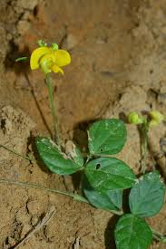 Image result for Vigna schimperi