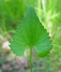 Image result for Nervilia pectinata