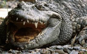 After visiting the crocodile farm we stopped at the nearby teluk sengat seafood restaurant for lunch. Teluk Sengat Crocodile Farm Johor Baru Malaysia Sirb Travel Tours