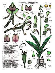 Image result for Liparis harketii