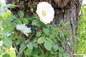 I wonder if he's hungry. Pruning Roses How To Prune Roses When To Prune Roses Plantopedia