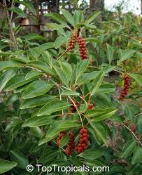 Image result for Citharexylum