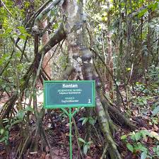 Image result for Uapaca guineensis