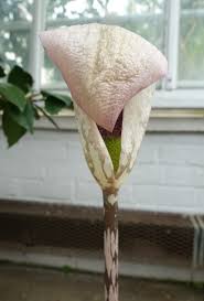 Image result for Amorphophallus