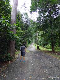 Deer looking around and sniffing in a park, bukit cerakah, shah alam, malaysia. Bukit Sapu Tangan Shah Alam Hiking Kyension Com