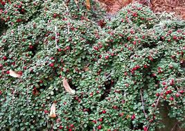 какие цветы посадить на клумбе чтобы цвели все лето фото Kakie Nizkoroslye Cvety Posadit V Klumbu Chtoby Cveli Vse Leto S Izobrazheniyami Ukorenenie Roz Kompozicii Cvetnikov Klumby