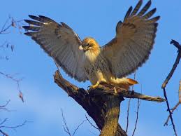 Hawks New York Birds Of Prey Pictures Pale Male Famous Red Tailed Hawk That Lives In New York City By George Haymont Pale Male Red Tailed Hawk Bald Eagle