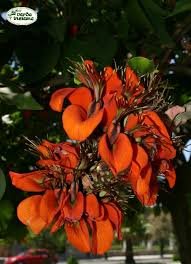 Si tratta di alberi con fusti imponenti oppure di media altezza, caratterizzati dalla presenza di fiori che in alcuni casi si presentano riuniti in infiorescenze, mentre in altri casi rimangono isolati. Erythrina Viarum A Palermo