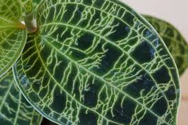 宝石蘭こと恍惚な葉が圧巻のジュエルオーキッド マコデス ペトラ ウチデグリーン Uchi De Green