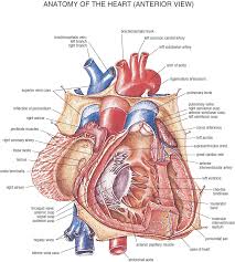 Sep 07 realistic anatomical game 3d model of the human body. Anatomy Wallpapers Group 83