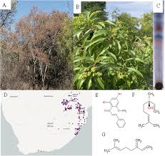 Image result for Heteropyxis natalensis