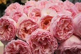 Maybe you would like to learn more about one of these? Rose Princesse Charlene De Monaco