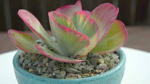 Kalanchoe Luciae Variegata Variegated Fantastic Kalanchoe Luciae Plants Succulents Variegated