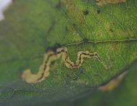 Image result for Stigmella malella