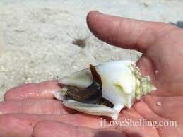 Check spelling or type a new query. First Of All It Is Very Rare To Find An Albino Fighting Conch So It Was So Cool To Be Able Show The Shell To Sea Shells Shells And Sand