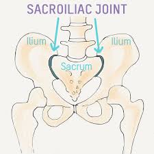 Understanding Our Sacroiliac Joint Ekhart Yoga Sacroiliac Joint Sacroiliac Si Joint