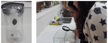 Los mismos contribuían el desempeño de trasmisión en sd y hd. Observacion De Animal Vivo En Laboratorio Caracol De Jardin Helix Download Scientific Diagram