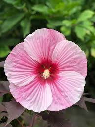 White hibiscus plant near me. Dinner Plate Hibiscus A Hardy Perennial With Giant Flowers Hibiscus Moscheutos Home For The Harvest