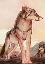 Image result for mowgli indian wolves