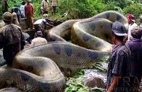 We did not find results for: Ular Terbesar Di Dunia Berat 2 Ton Makan 250 Manusia Benar Atau Hoax Citra Indonesia