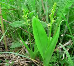 Image result for Liparis harketii