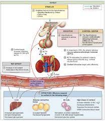 Regulation And Action Of Cortisol Hormone The Hypothalamus Responds To Particular Stimuli By Relea Adrenal Cortex Endocrine System Adrenocorticotropic Hormone