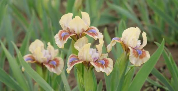 Dwarf Iris | Small Iris – Schreiner's Gardens