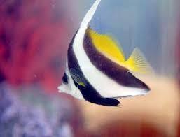 Black And White Striped Fish Pin On Fantasy Creatures