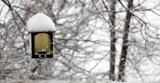 Piękny ogród zimą