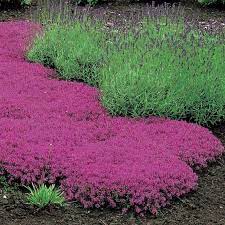 Maybe you would like to learn more about one of these? Creeping Thyme Seeds Magic Carpet Thymus Serpyllum Perfect For Edging The Flower Border Rock Gardens Walkways Patios And Containers Perennial Ground Cover Flowers Perennials Red Creeping Thyme