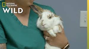 Such clever tricks my dog can do! Itchy Bunny Ears Critter Fixers Country Vets Youtube