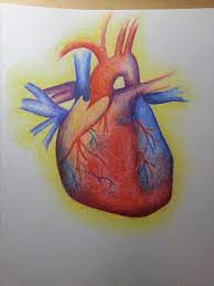 Human Heart Sketch With Colored Pencil Heart Sketch Artwork Art