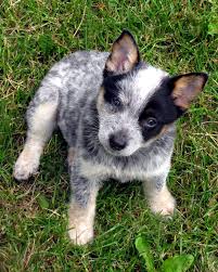 It's a time of sleepless nights, potty training, bite inhibition, and bonding! Grit My Divorce Present To Myself 8 Week Old Male Heeler Puppies Cattle Dog Cattle Dogs Rule