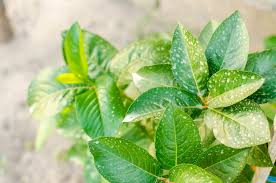 Hire the best pest control services in brighton, co on homeadvisor. Merit Soil Insecticide Application For Pest Control In Brighton Co