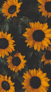 Check spelling or type a new query. Vsco Wallpapers Flowers Wallpapers Flower Iphone Wallpaper Sunflower Wallpaper Sunflower Iphone Wallpaper