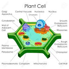 Stock Photo Plant Cell Plant Cell Diagram Plant Cell Model