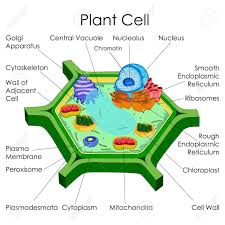 stock photo plant cell plant cell diagram plant cell model