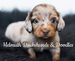 Dashshund pups looking for a dashound for a pet in iowa city. Helmuth Dachshunds Doodles Home