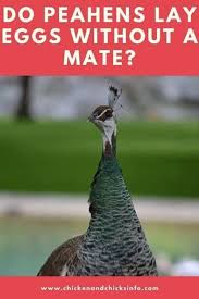Why do chickens lay unfertilized eggs? Do Peahens Lay Eggs Without A Mate Unfertilized Eggs Yes Chicken Chicks Info
