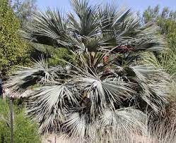 It is widely planted as an ornamental. Brahea Armata Wikipedia